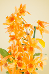 Beautiful pink dendrobium flowers
