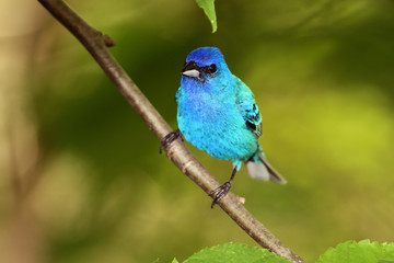 Obraz premium Male Indigo Bunting (Passerina cyanea)