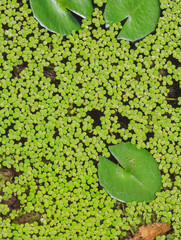 duckweed and lotus'sleaf