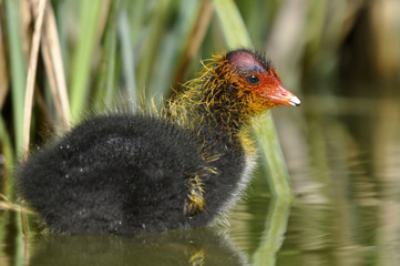 Common Coot Chick