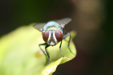 fly on a leaf green