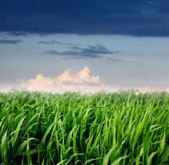 Obraz na płótnie Canvas grass