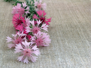 Fototapeta premium Cornflowers, wild flowers. Centaurea.