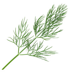Green dill isolated on white background. Studio macro