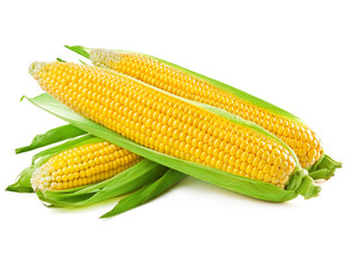An ear of corn isolated on a white background