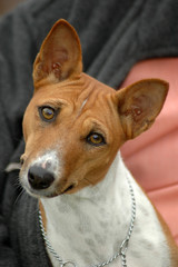 Basenji dog portrait