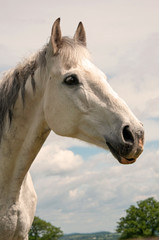 Pretty grey gelding