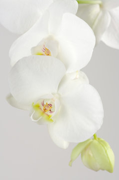 Orchids close-up
