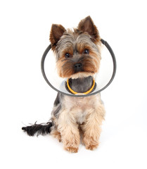 Sick  Yorkshire Terrier wearing a protective collar