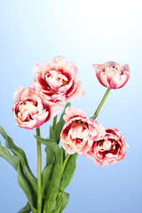 Beautiful tulips on blue background