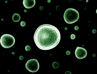 Bacteria cells