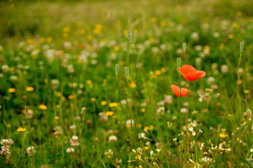 Red Flower