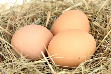 brown eggs in a nest of hay on white background close-up