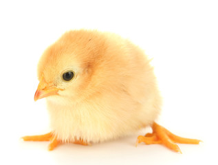 beautiful little chicken isolated on the white