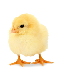 beautiful little chicken isolated on the white