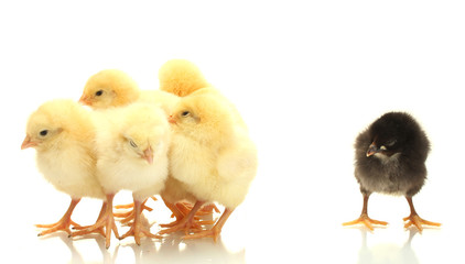 yellow and black little chickens isolated on the white