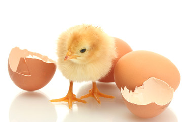 beautiful little chicken, eggshell and eggs isolated