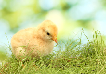 beautiful little chicken on green grass in garden