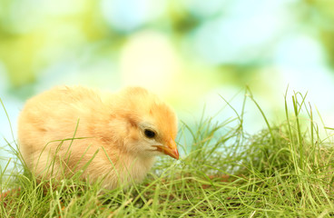 beautiful little chicken on green grass in garden