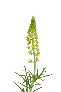 Gelber Wau (Reseda lutea)