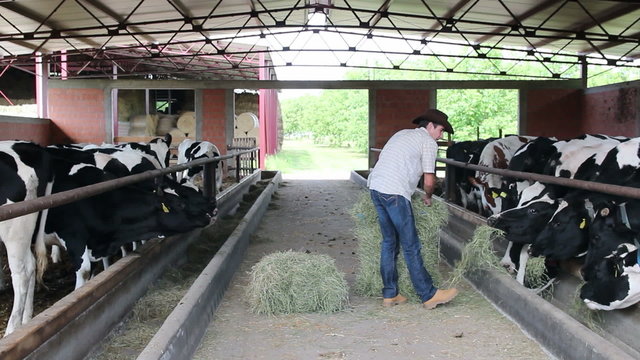 Cowboy Farmer with Cattle in a Barn