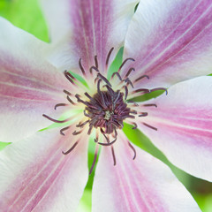 Passiflora beauty in detail