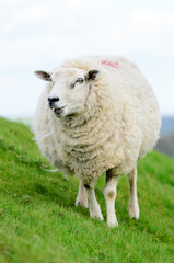 Female Sheep