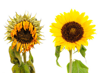 Fototapeta premium sunflower