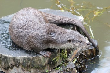 Fischotter 