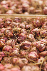 Fototapeta premium Bulbs on market