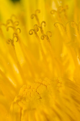 тычинки цветка