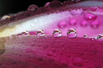 капли на цветах