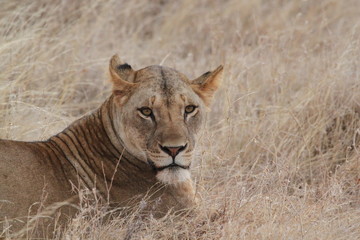 lion