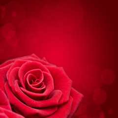 Obraz na płótnie Canvas Rose rouge fond carré rouge
