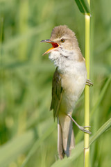 great reed warbler ( Acrocephalus arundinaceus )