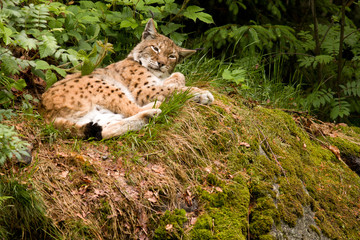 Luchs