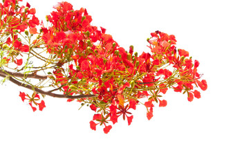 spring Flower. Delonix regia (Flame Tree) isolated on white