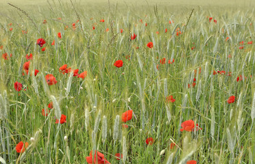 Obraz premium coquelicots dans un champ d'orge