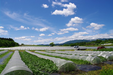 村山西瓜畑