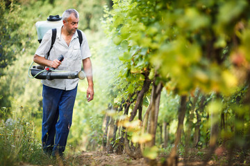 Vintner walking in his vineyard spraying chemicals on his vines