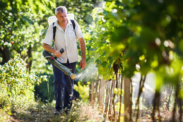 Fototapeta premium Vintner walking in his vineyard spraying chemicals on his vines