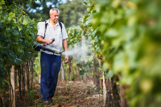 Vintner walking in his vineyard spraying chemicals on his vines