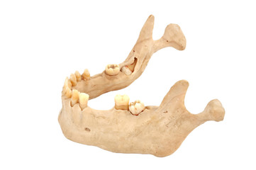 Fototapeta premium lower jaw