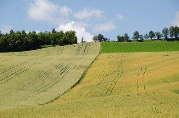 Campagna d'estate