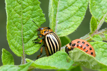 Colorado Potato Beetle