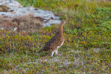 куропатка.Gray partridge.lat. Perdix