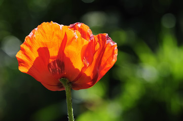 mohnblüte 53