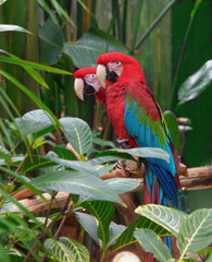 Green Winged Macaws (Ara chloropterus)