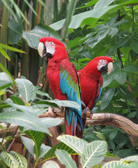 Green Winged Macaws (Ara chloropterus)