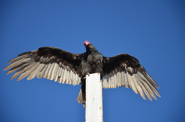 bird in chili